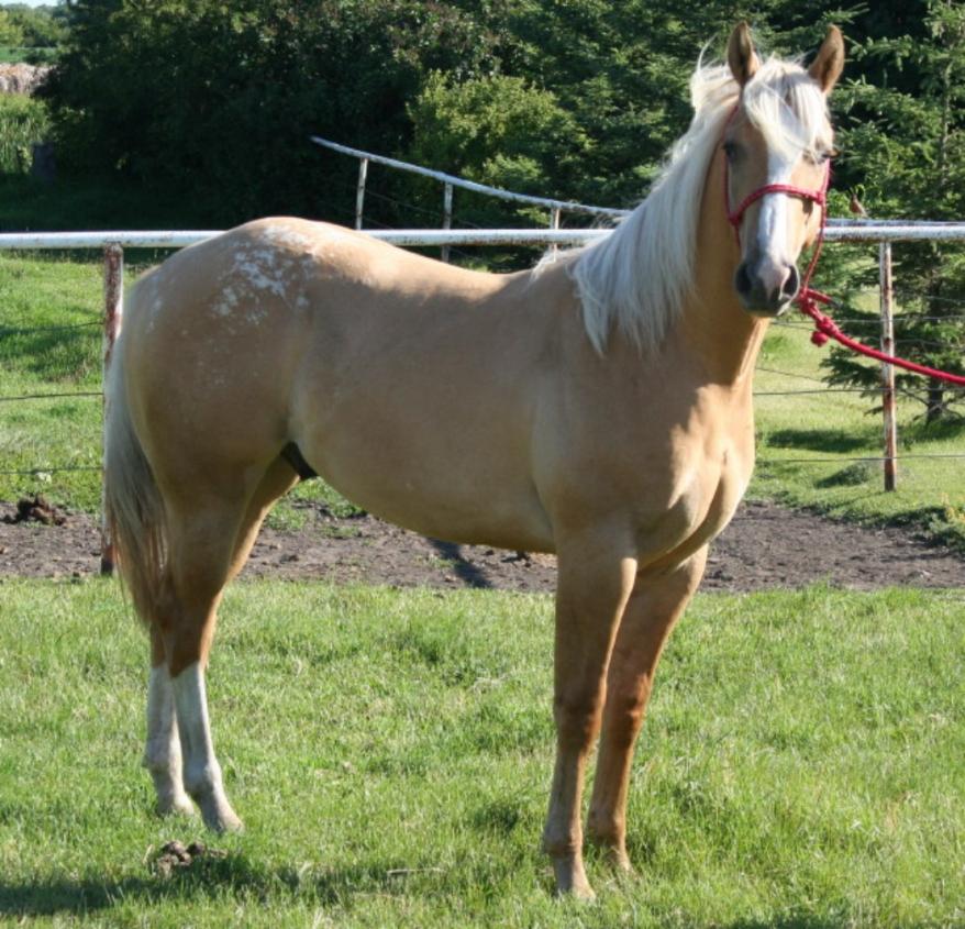 Commodity (AQHA) Zips Candy Commodity Moons Review Miracle Moon Early Review Comments: Sweet filly with a sweet mind and pretty movement. Great youth or non-pro prospect.