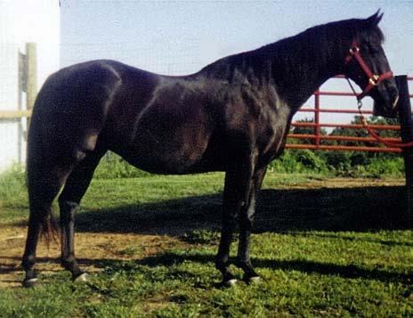 2002 Stallion Stud Fee: $500 SIRE: ApHC Lightning Bug B.