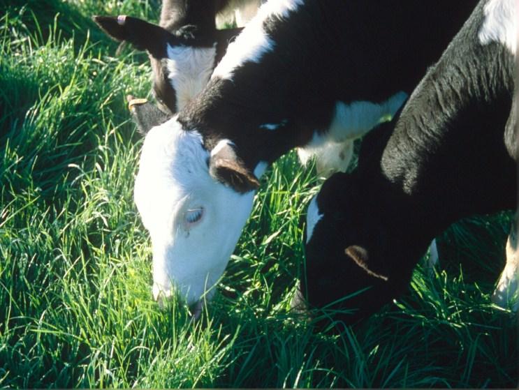 Calf Rearing Fact Sheet: Getting started Guide to feeding 1. Planning before the rearing season starts makes things easier. 2. Attention to detail is important. 3.