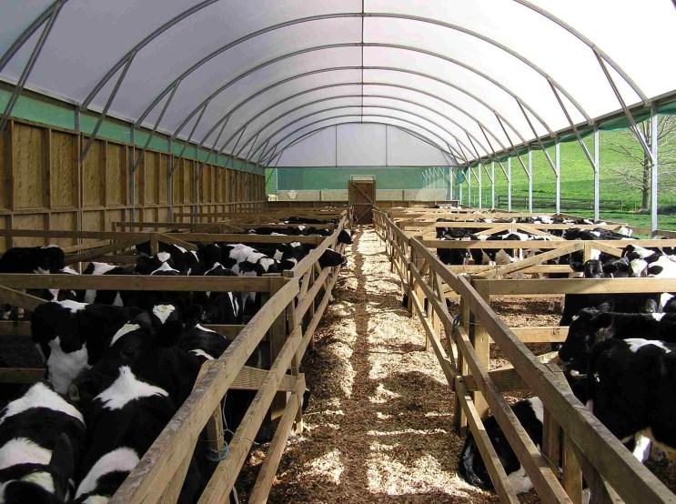Calf Rearing Fact Sheet: Getting started Building a calf shed 1. Low cost calf sheds can be constructed using UV resistant plastic.