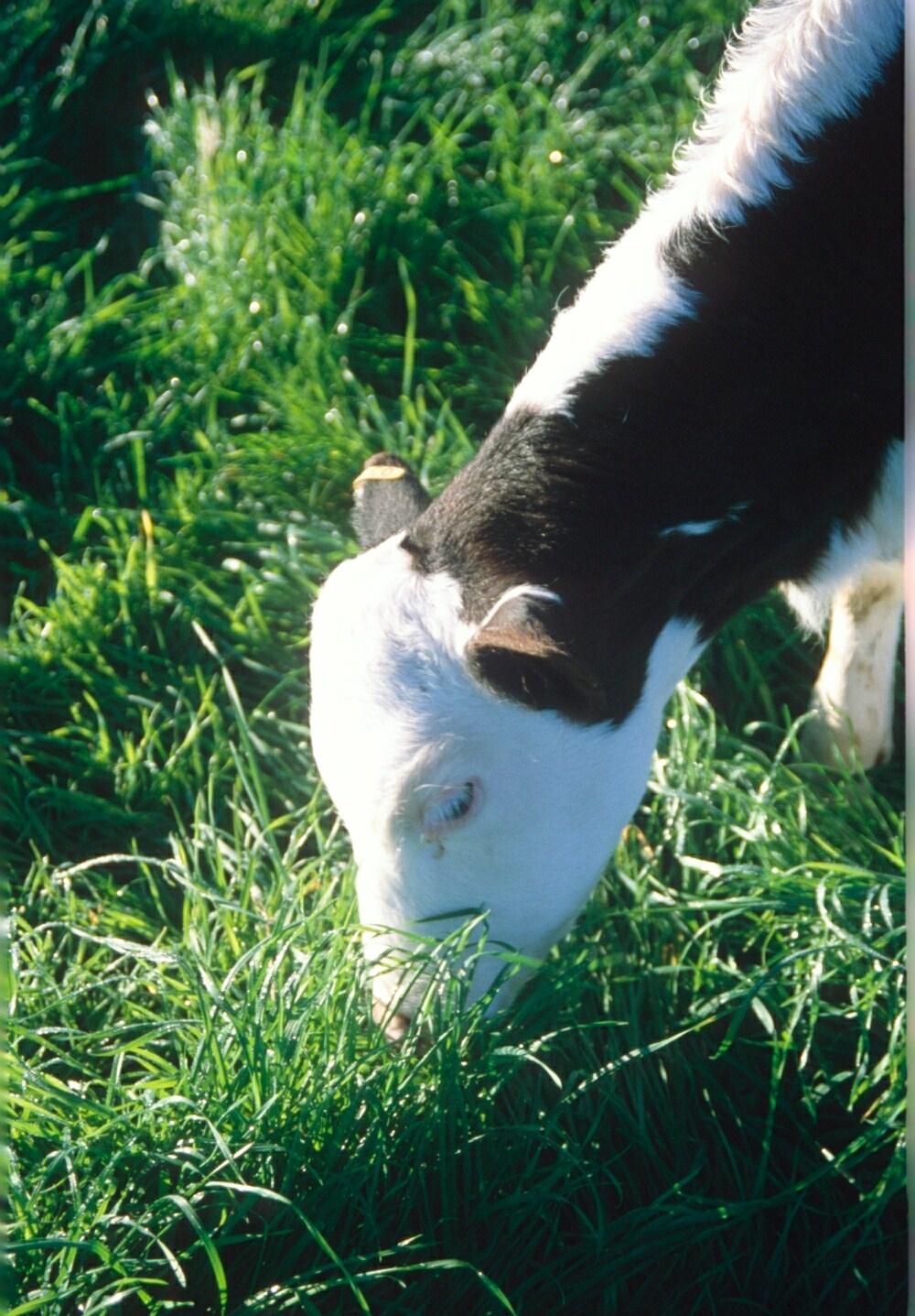 Calf Rearing Fact Sheet: Calf health Post-weaning animal health plan 1. Keep monitoring your calves after weaning. 2. Vaccinate calves and monitor parasites. 3.