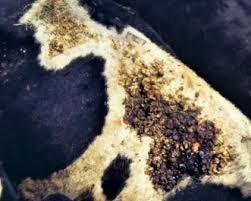 Spring eczema Spring eczema is a well recognised problem that occurs in recently weaned calves.