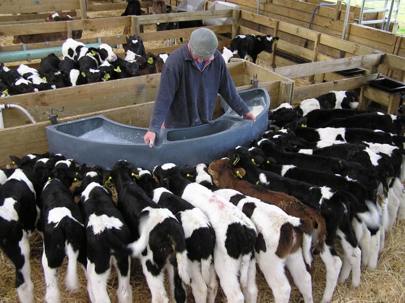 Calf Rearing Fact Sheet Feeding - colostrum, milk, milk powder 1. The best calves will be those reared on ad libitum milk.