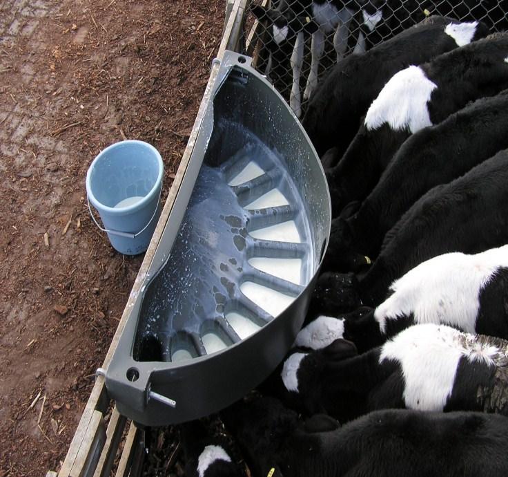 Calf Rearing Fact Sheet: Feeding Milk feeding - low volume/restricted milk 1. Milk energy is expensive whereas pasture energy is cheap. However pasture is an inadequate diet for young calves. 2.