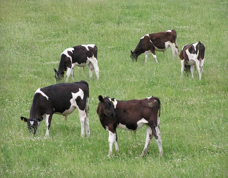 Calf Rearing Fact Sheet: Feeding Managing the summer Achieving target growth rates is often difficult over summer because of poor summer feed quality.