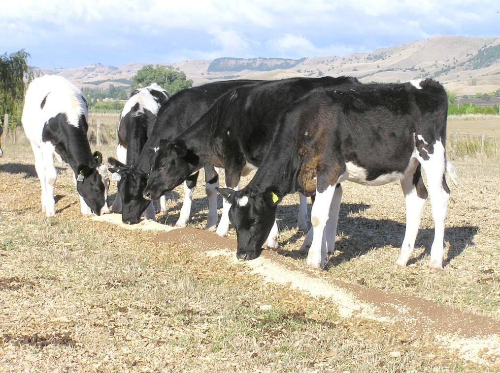 Feeding supplements at pasture Calves can be fed silage but this is just a pasture substitute. Higher growth rates often require higher energy supplements.