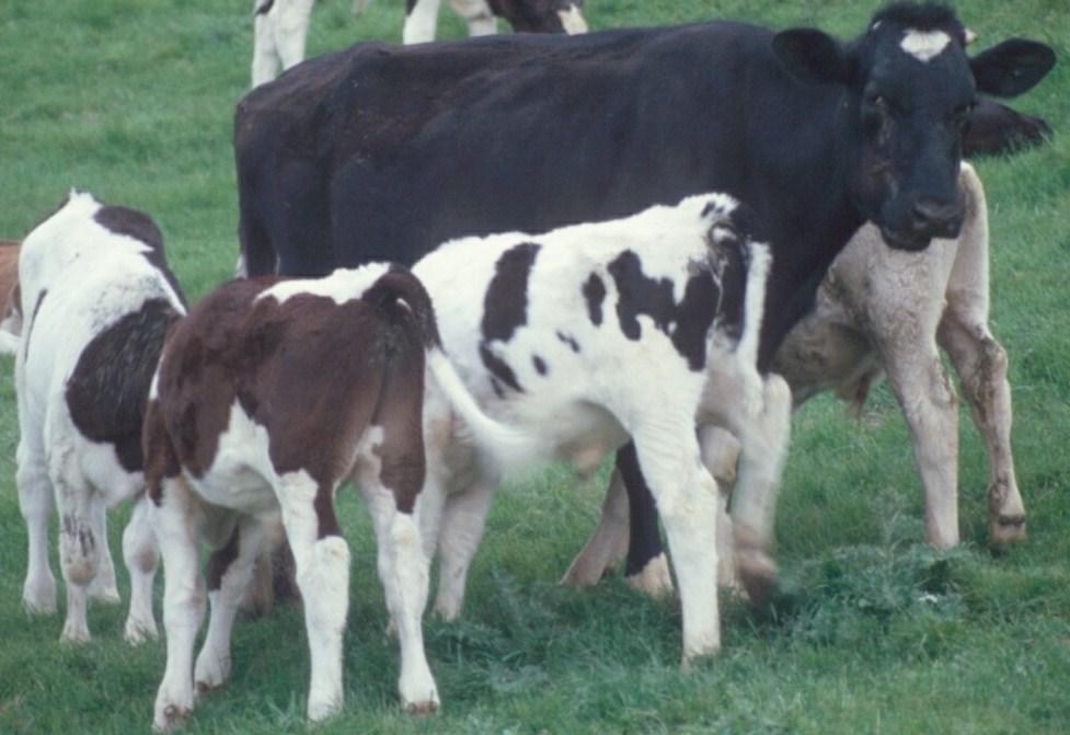 Calf Rearing Fact Sheet: Feeding Nurse cows 1. Staff need patience and a high level of management and stockmanship. 2. Plan ahead and ensure suitable facilities are available. 3.
