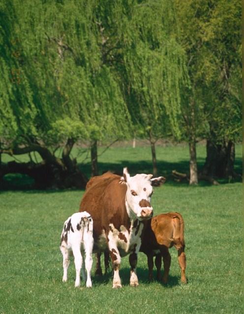 Mothering on Closely monitor your cows and calves. OBSERVE often. Once let out of the shed the cow s own calf may overfeed, resulting in scours. Increase intake of cows gradually.