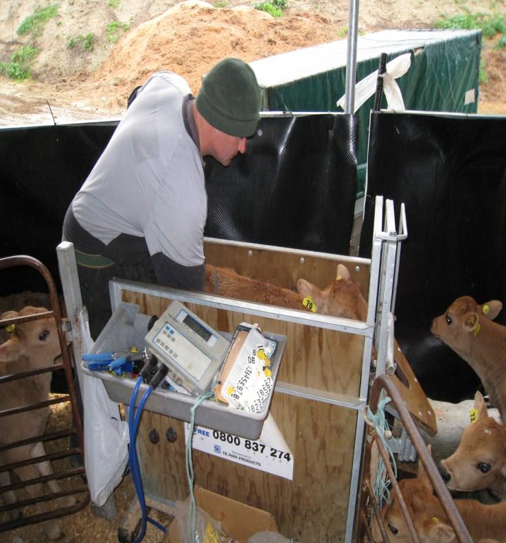 Calf Rearing Fact Sheet Why targets, benefits of weighing 1. Set live weight targets specific to the cows in your farm system. 2.