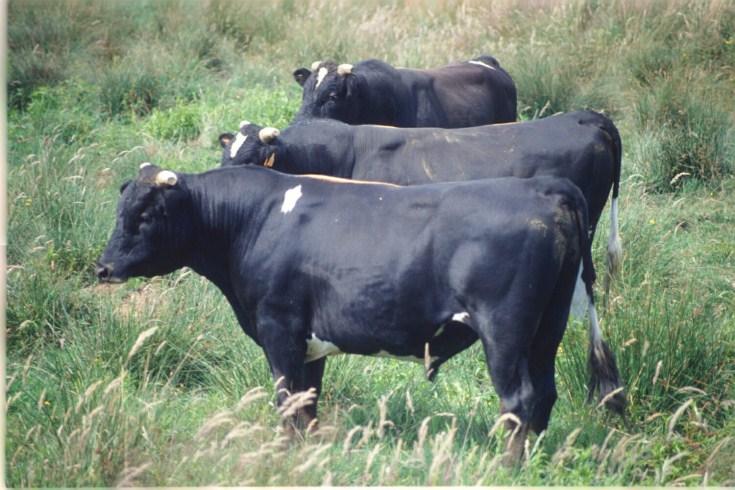 General Whereas dairy farmers are often seeking to grow their dairy replacements as fast as possible, bull calf rearers are often operating on tight margins.