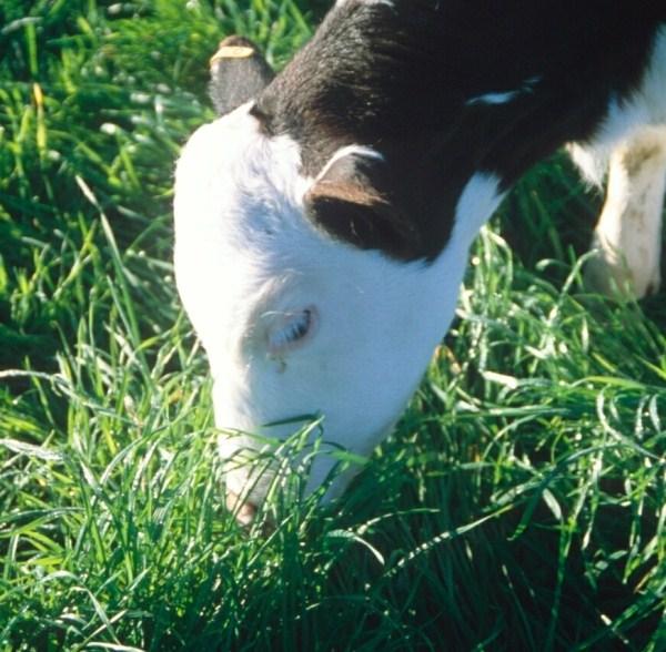 Calf Rearing Fact Sheet: Getting started Guide to calf health 1. Calves need warmth, high quality feed and fresh clean water at all times. 2. Monitor calves regularly. 3.