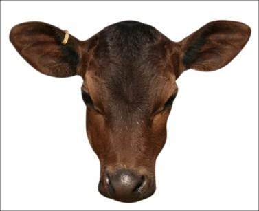 Calf Welfare Good calf welfare underpins all successful calf rearing enterprises.