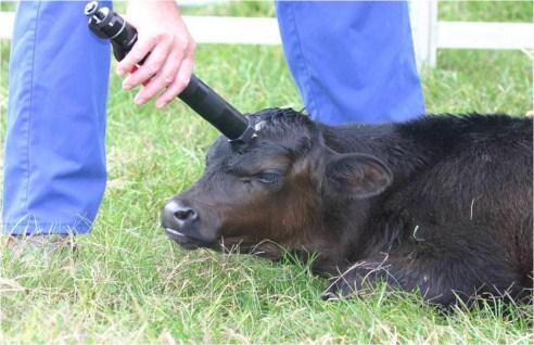 All calves require a warm, sheltered environment with access to good quality water at all times Handle all calves gently and with care.