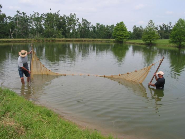 Test seining to determine fish Conducted during
