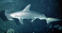 sharks Susceptibility 1 tunas tunas