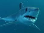 billfishes Blue shark sharks Shortfin mako