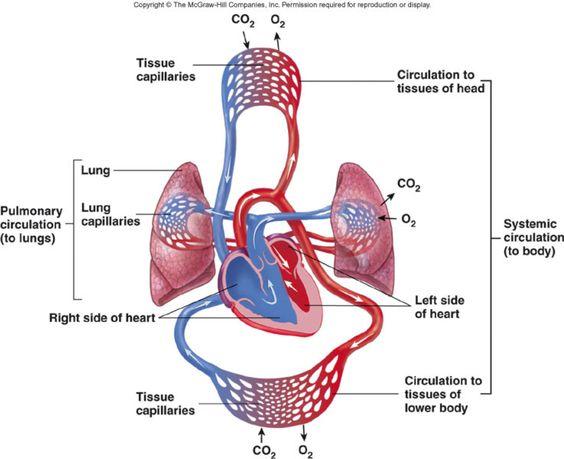 EXP: The effect of exercise on the circulatory and respiratory systems Miss Werba Introduc;on: When you breathe in, the respiratory system is supplied with fresh oxygen.