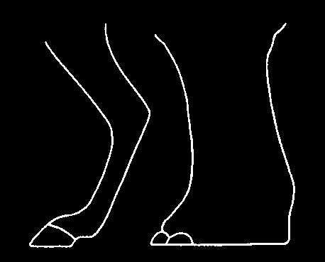 upwards Note: elephant motion pattern does not change as Froude number changes. Do elephants run? Time (% stride period) Do elephant s have four knees?