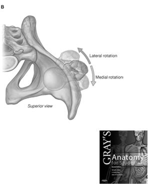 Pelvic Rotation Drake et al 2009 Gray s Anatomy for Students, 2