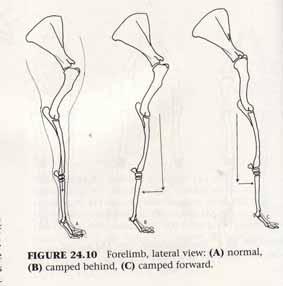 Hip/stifle/hock angle Upright flexible pasterns Legs should be placed square