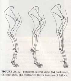 Straight Shoulder angle Buck-Kneed (forward), calf kneed (back) Post Leg (lack