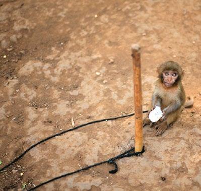 Many wild animals used to entertain tourists, like elephants and monkeys, are forced to work long hours with limited access to fresh water and food.