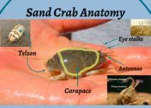 Changes in sand crab populations could affect the populations of their predators like shorebirds and surfperch. Let s talk about sand crab anatomy. Sand crabs live where? -That s right, the sand!