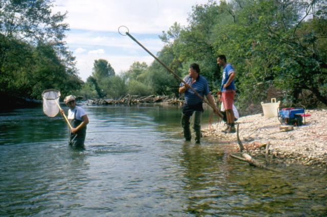 To be able to reliably assess the taxonomic status of the fish species in the River Morača system, it was necessary to collect a comparative DNA material from the surrounding areas (Albania, Bosnia