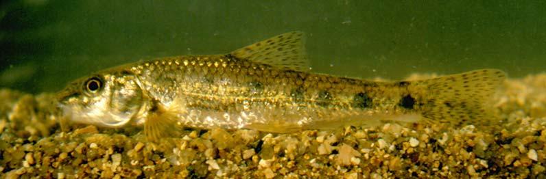 which the name Gobio skadarensis is available (Mendel et al. 2008). Moreover, the analyses revealed that there is one more gudgeon species in the Ohrid-Drim-Skadar system, G. ohridanus (Mendel et al.