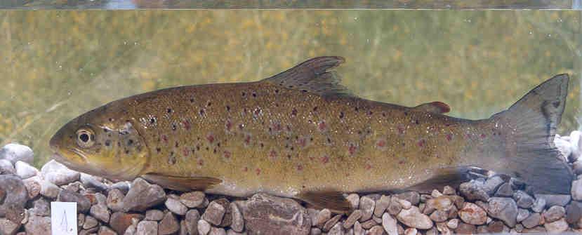 trout (Crivelli 1995). Given that the effective population size of S. marmoratus in the River Morača basin is very low, there is a high potential for hybridization with more common brown trout.