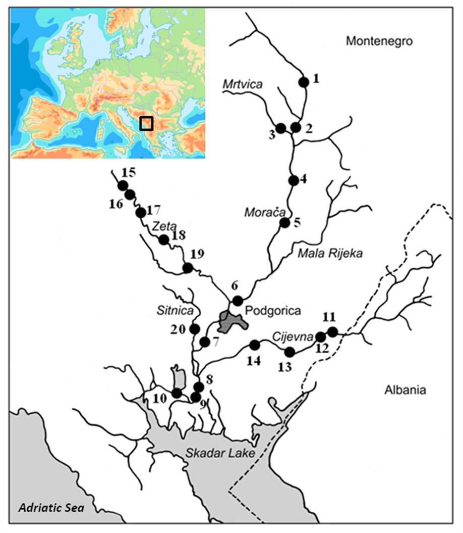 Fig. 1. River Morača system with the localisation of sampling sites.