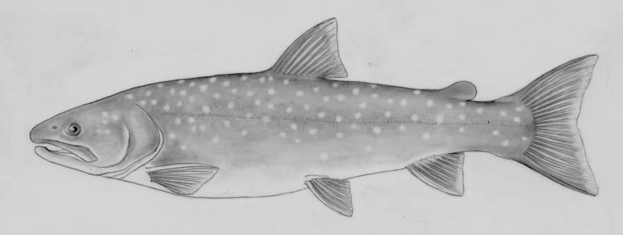 COSEWIC Assessment and Status Report on the Bull Trout Salvelinus confluentus South Coast British Columbia populations Western Arctic populations Upper Yukon Watershed populations Saskatchewan -