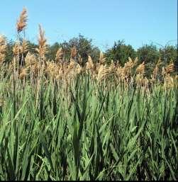 Phragmites (Extremely Invasive Public Enemy # 1) Very thick colonies