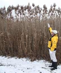 Extensive root system approximately 70% of plant is roots Phragmites