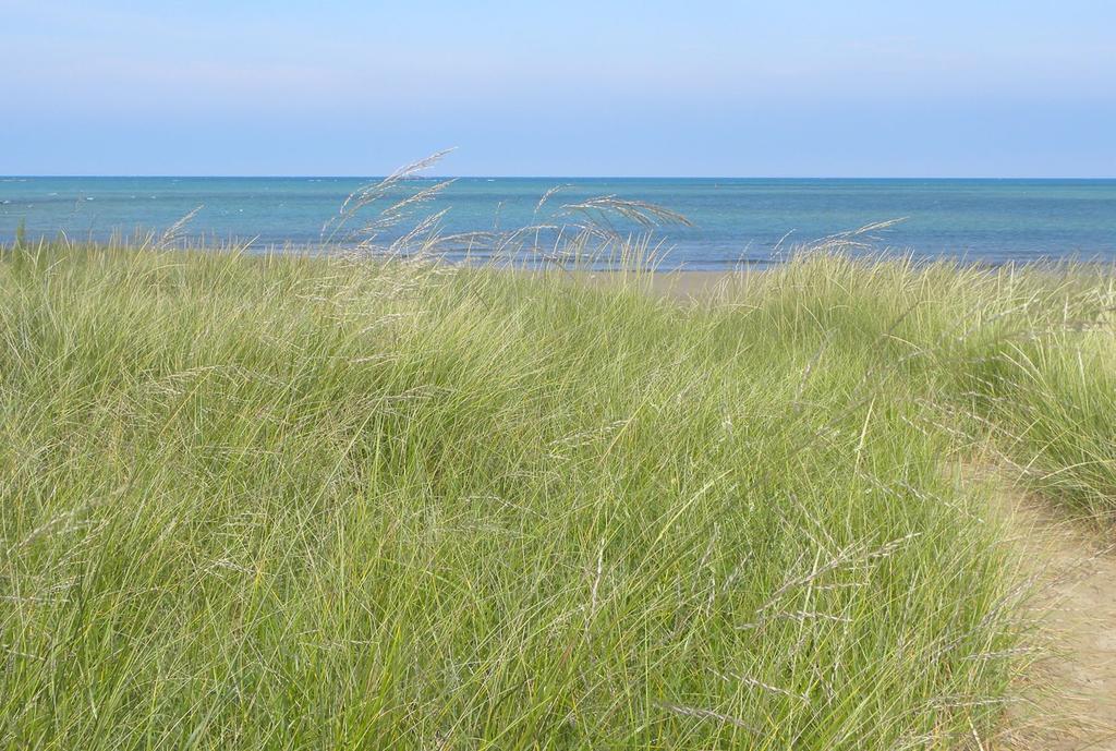 HEALTHY DUNES, HEALTHY YOU! GRASS FOR DAYS American Beachgrass (dune grass), is a native plant providing many benefits to landowners.
