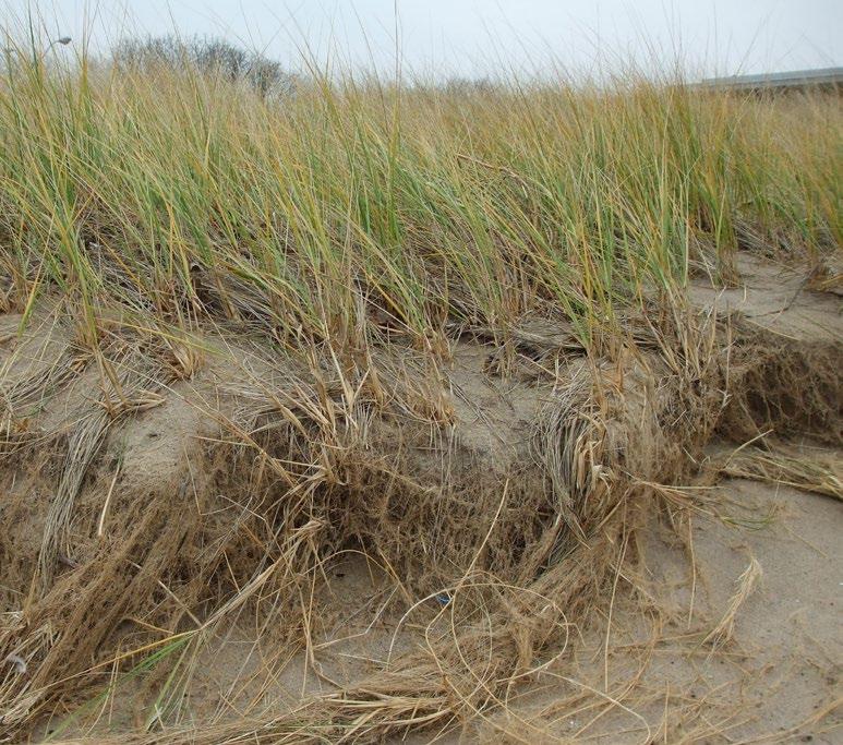 Dune grass roots can grow up to 3 metres long, stabilizing the sand and preventing erosion during storm events.