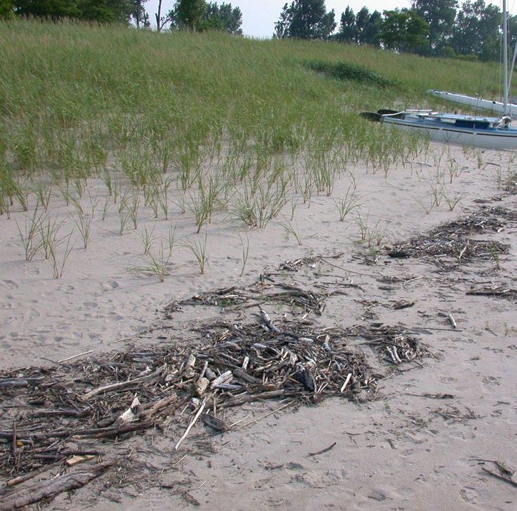 affected area. As much as we try to care of our beach, the lake can bring some unsightly items to shore during storms. Here are some common items that wash up on the Lake Huron shoreline.