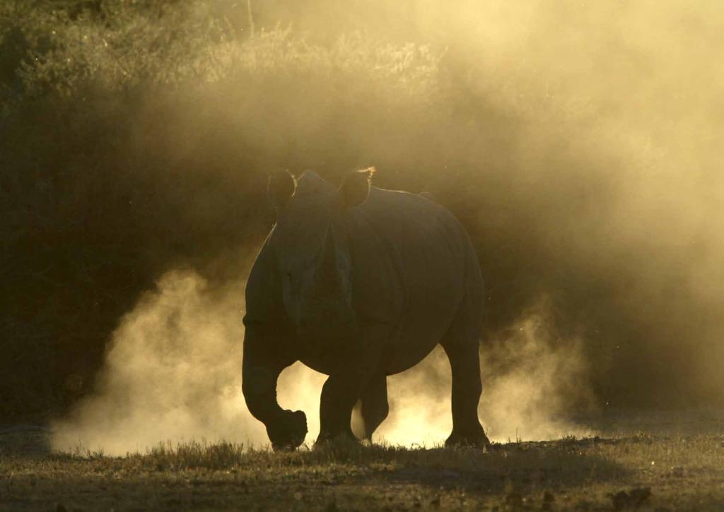 RHINOS WITHOUT BORDERS A PROJECT OF HOPE FOR THE RHINOS OF SOUTHERN AFRICA.