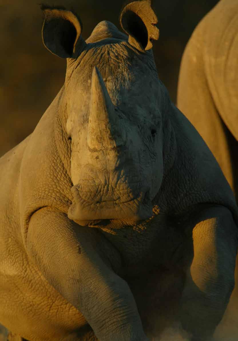 Project Objectives: To move at least 100 rhinos out of a densely populated areas that is attracting poaching, and release them into the wild within Botswana where poaching is virtually none existent.