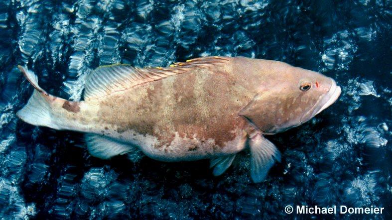 Monthly mean gonadosomatic index of Nassau grouper,