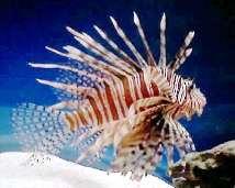 The 20 gallon had only a Panther Grouper and a Volitan Lionfish. Kept them about 4 years. They ate mostly Bay Scallops, about once or at most twice a week.