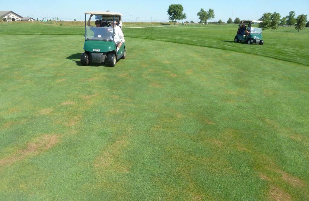 This week I said to a superintendent, Could take-all of bentgrass