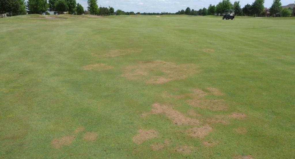 This Week I said in order of observation. 5) Take-all! 6) Fairy Ring! 5. Take-all Patch. Take-all symptoms appear in June during first drought stress.