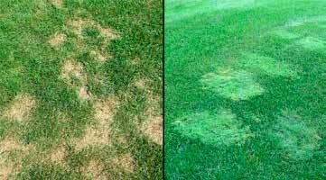The Fallout From The 2016 Season Will Be Felt For Years By David Oatis, Regional Director, Northeast Region Recent cooler temperatures have been a welcomed relief for turf managers, golfers and