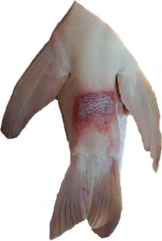 Figure 4. Photo showing an abraded pelvic fin area, or spawn patch. Take pictures of this area and note if red abraded area or scale loss (spawn patch) is observable. 4. Record any notes you have on the fish regarding appearance, including presence/absence of peritoneal fat, lesions from parasites, appearance of gonads, etc.