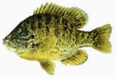 GE collection and processing since 2010 Perch and pumpkinseed historically collected and