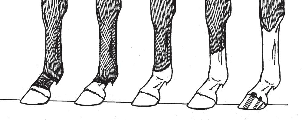Can you identify these leg markings: A B C D E A- B- C- D- E- 5. 6.