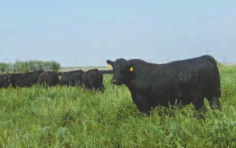 e reports we continue to receive from our customers is that the settling rates of Nold Family Angus bulls are outstanding.