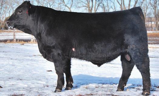 4 IMF 4.45 FAT 0.18 Here is a paternal half brother to one of the top selling bulls in last year s sale that was also sired by Edison. This bull is also moderate made with plenty of depth and muscle.