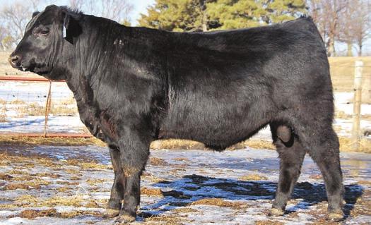 4238 does everything right and looks good doing it. videos online at: www.pearsoncattleco.